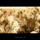 dailyPhoto37